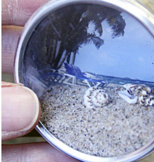 Photographs of seashells