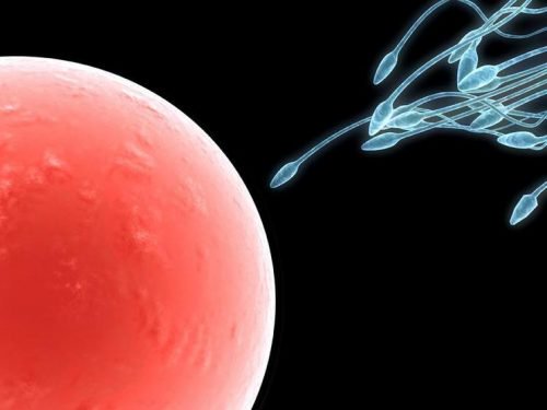 Sperm swimming to the egg.