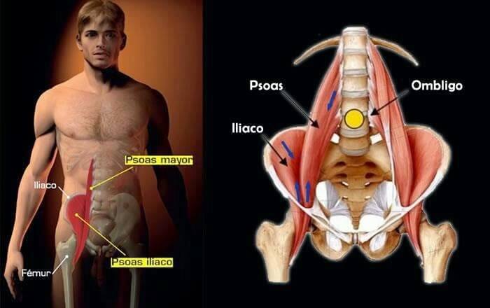 Psoas major anatomy