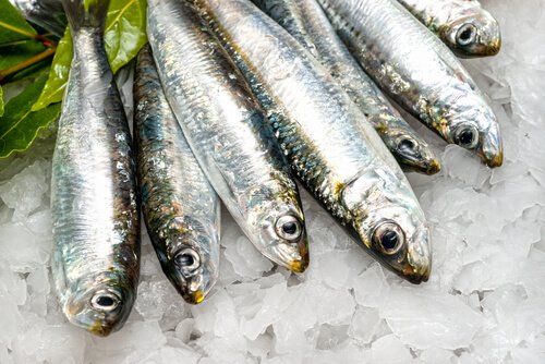 Fish are some of the foods you should eat often.