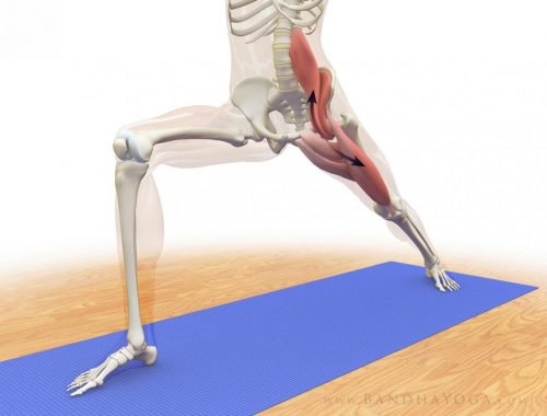 Psoas major muscle