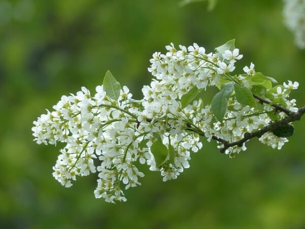 An Angelica plant.