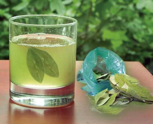 Avocado leaf tea.