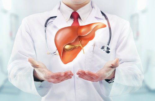 doctor holding an image of a liver