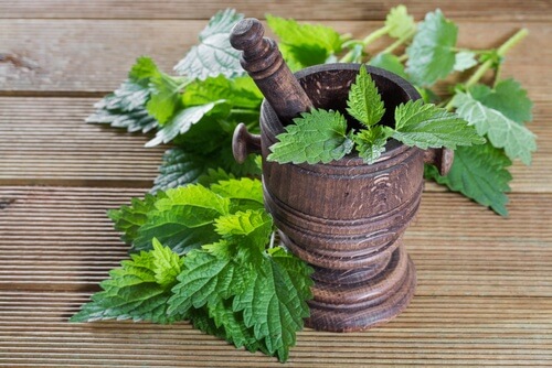 Nettle.