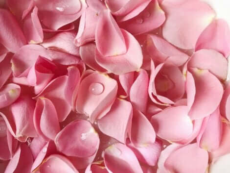Rose petals.