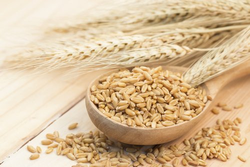 Treat pharyngitis with barley