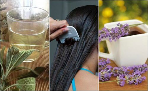 5 Herbal Remedies to Treat Lice Naturally 5 Herbal Remedies to Treat Lice Naturally