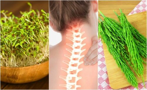 7 Medicinal Plants that May Help Improve Your Bone Health