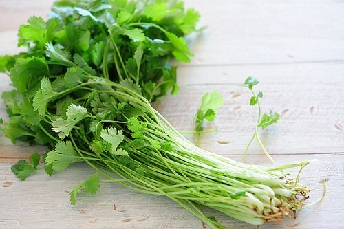cilantro