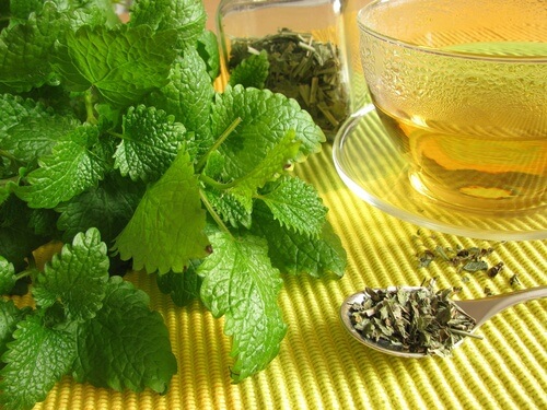 Lemon balm tea you can drink if you have irritable bowel syndrome