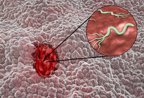 Stomach cell