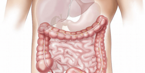 An illustration of the intestinal flora.