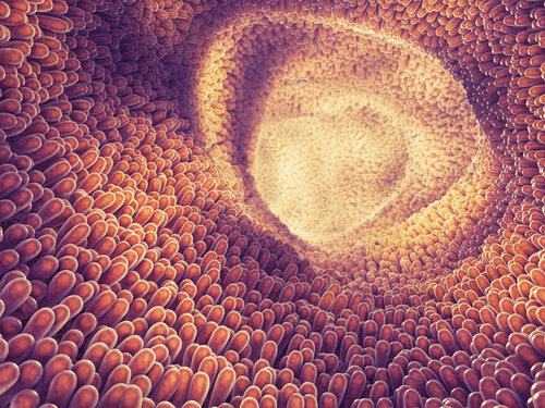 inside of intestines