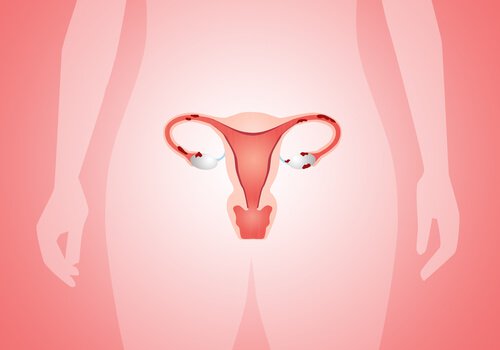 uterus