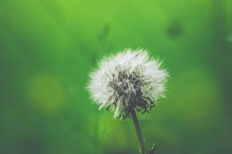 allergic rhinitis causes in the environment dandelion