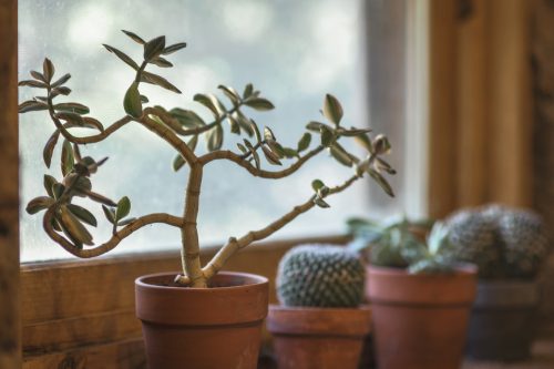 7 Benefits of Having a Plant at Home