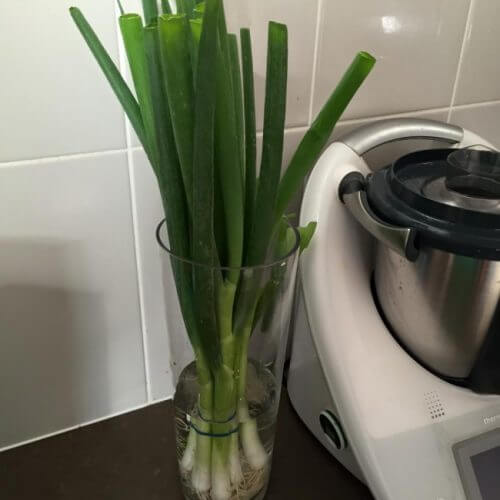 chives in water