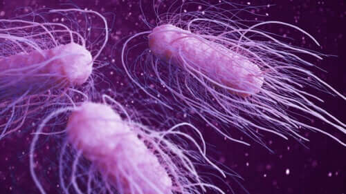 Nine of the Most Harmful Bacteria to Humans