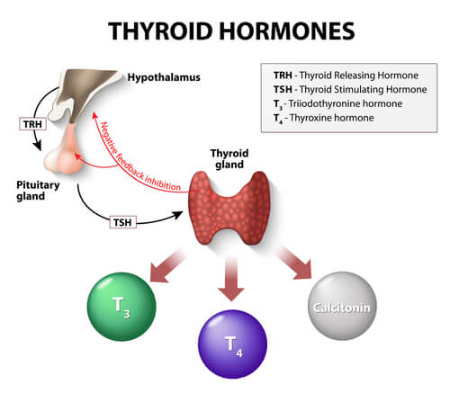 thyroid hormones chart of thyroid gland for hypothyroidism treatment