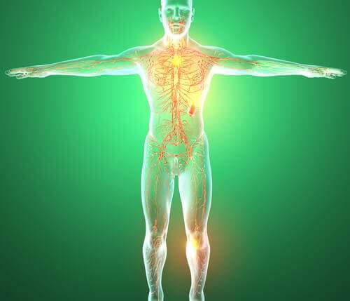 The lymphatic system