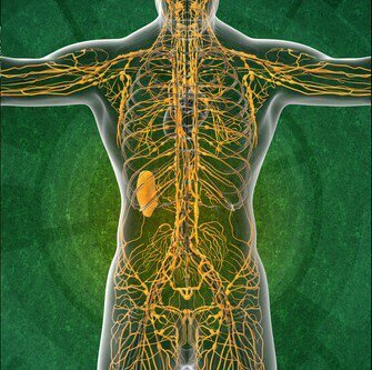The Lymphatic System: Four Interesting Facts You'll Want to Know