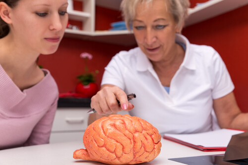 Brain