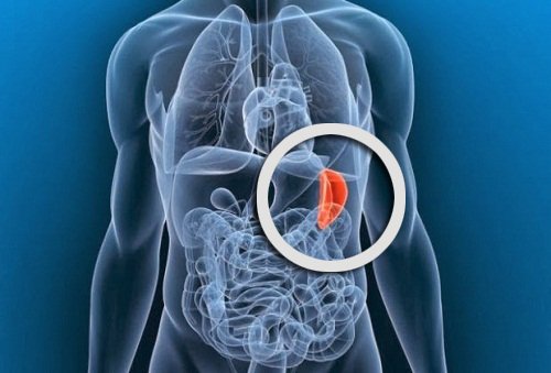 The spleen