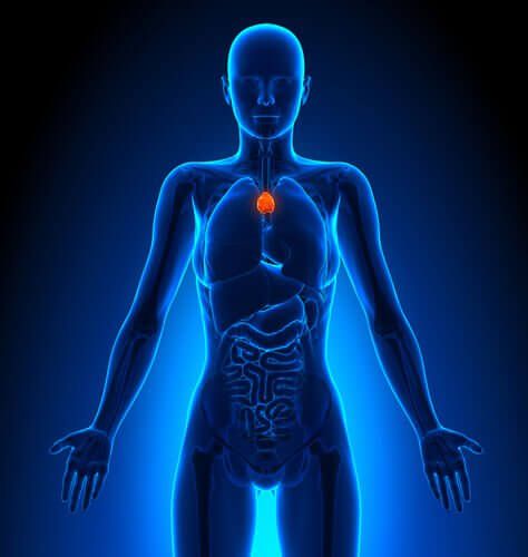 The thymus