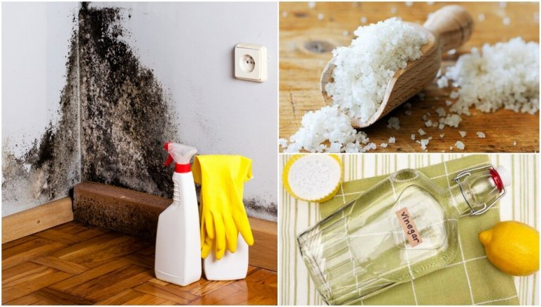 5 Effective Ways to Remove Dampness in Your Home