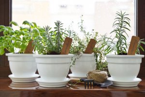 Create Your Own Aromatic Garden