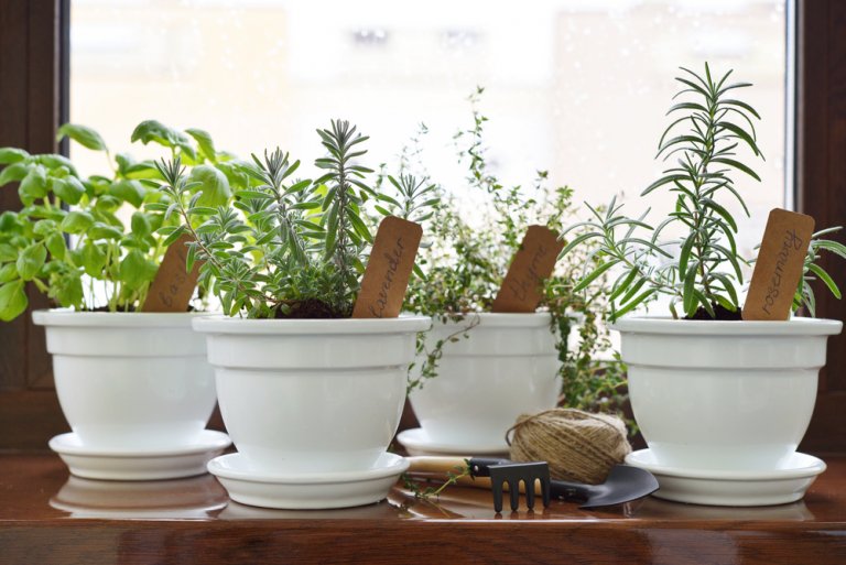 Create Your Own Aromatic Garden