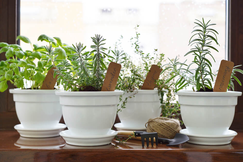 Create Your Own Aromatic Garden: Before You Start