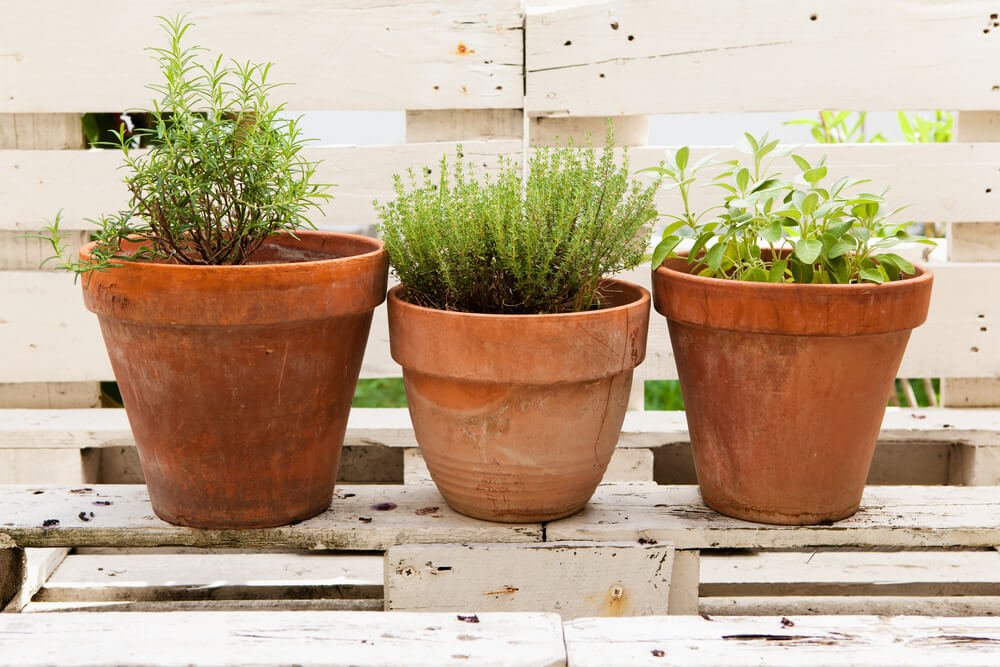 Aromatic Garden