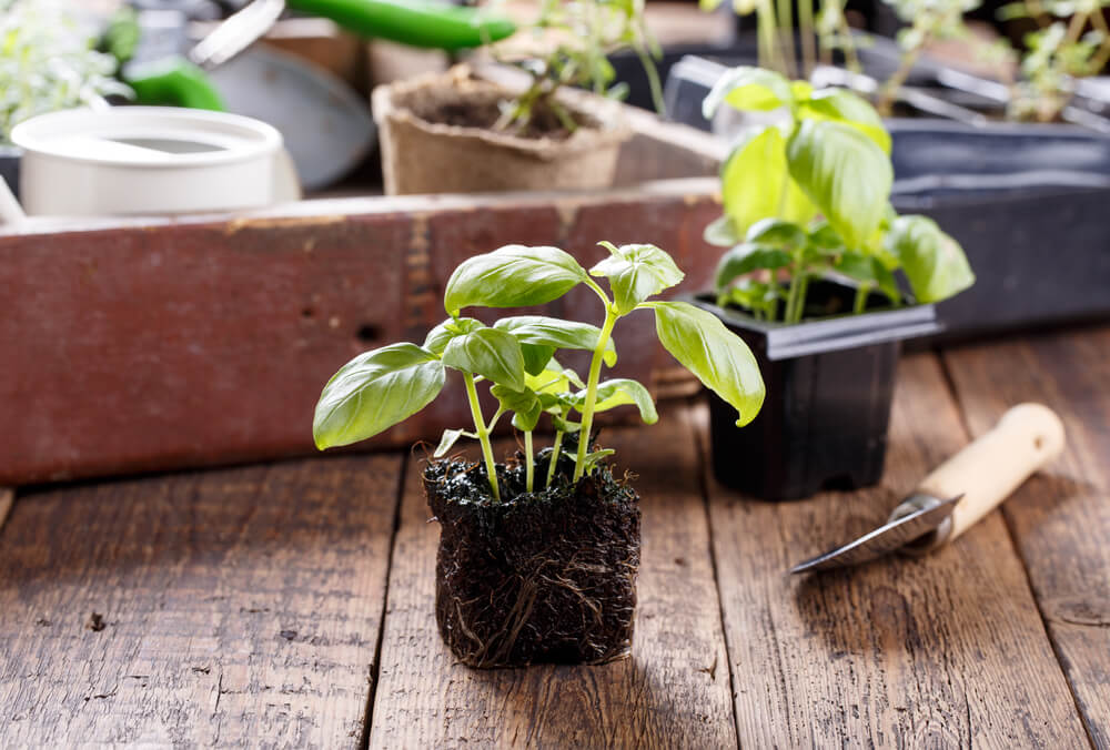 When will the plants be ready?
