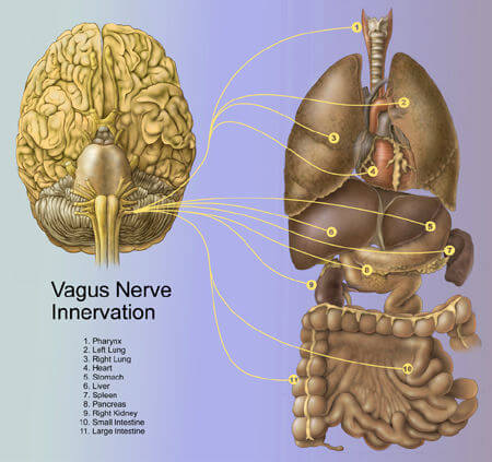 Brain structure