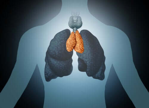 The thymus gland: moderator of the immune system