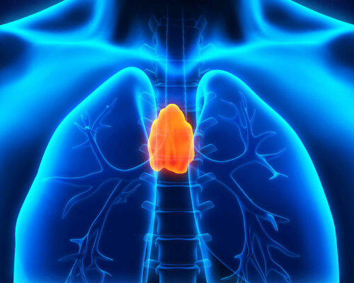 thymus gland