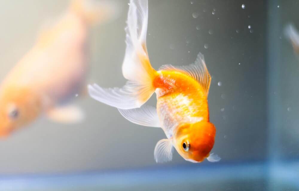 Gold fish swimming in a tank.