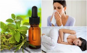 8 Natural Medicinal Uses for Oregano Oil