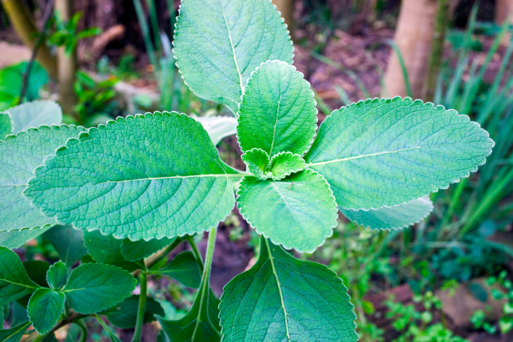 6 Carminative Herbs that Help You Get Rid of Gas Step To Health