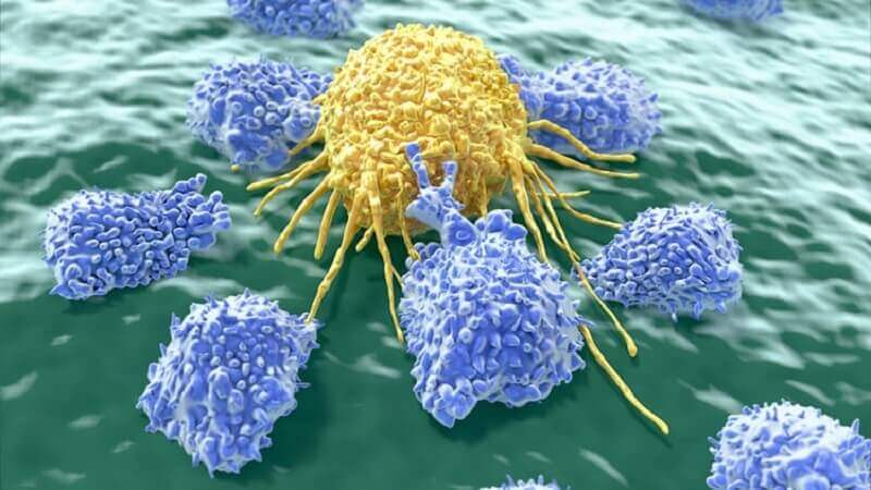 Cancer cells.