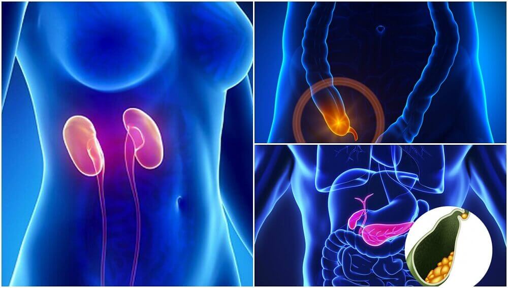 7 Organs that You Don't Actually Need to Survive