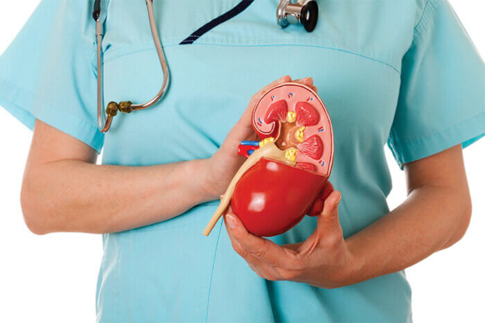 Kidney