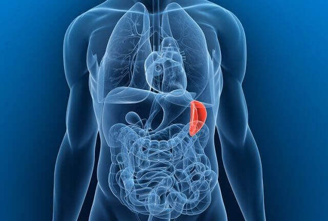 Spleen