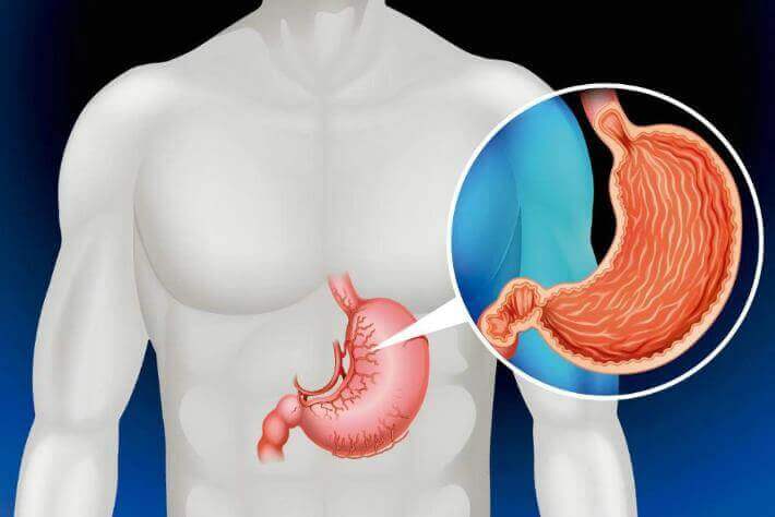 7 Organs that You Don't Actually Need to Survive - Step To Health