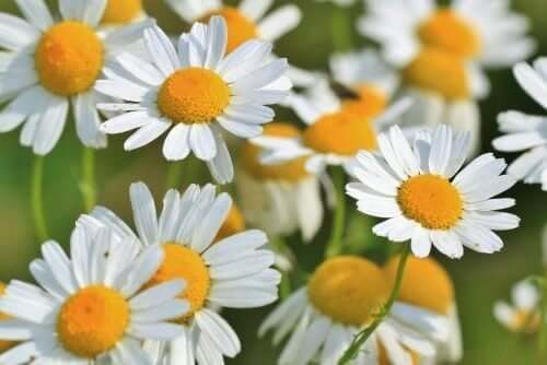 A field of chamomile.