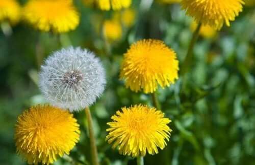 A field of dandelions.