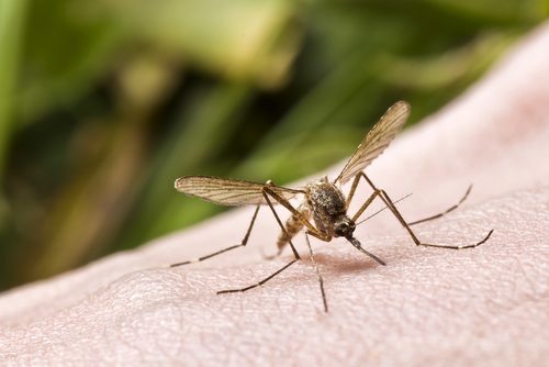 insect repellent