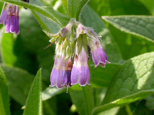 Comfrey